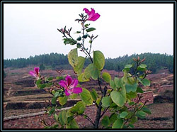 1129-1.jpg (28014 bytes)